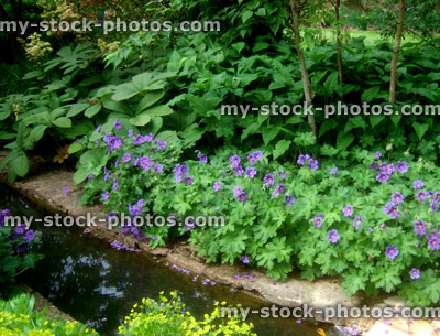 Stock image of hardy geraniums growing along a stream 