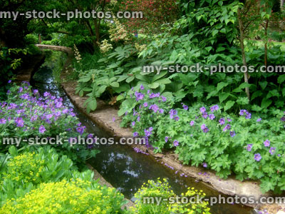 Stock image of hardy geraniums along a stream