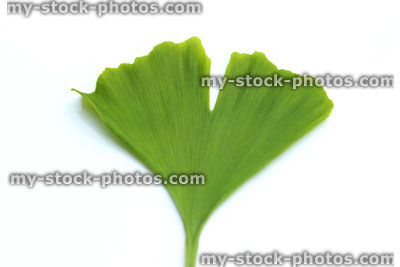 Stock image of heart shaped green ginkgo biloba leaf, Maidenhair tree / living fossil