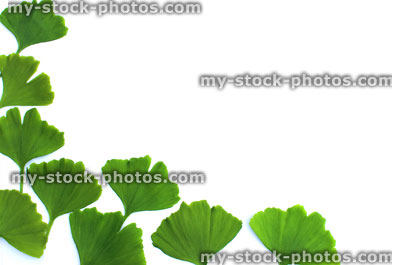 Stock image of heart shaped green ginkgo biloba leaves as picture frame border