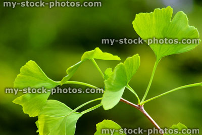 Stock image of heart shaped green ginkgo biloba leaves, Maidenhair tree / living fossil