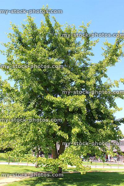 Stock image of ginkgo biloba tree (maidenhair fern tree) leaves, branches
