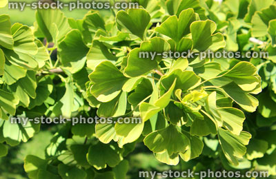 Stock image of heart shaped green ginkgo biloba leaves, Maidenhair tree, gingko leaves