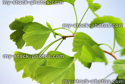 Stock image of heart shaped green ginkgo biloba leaves, Maidenhair tree / living fossil