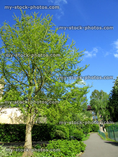 Stock image of ginkgo biloba tree (maidenhair fern tree) leaves, branches