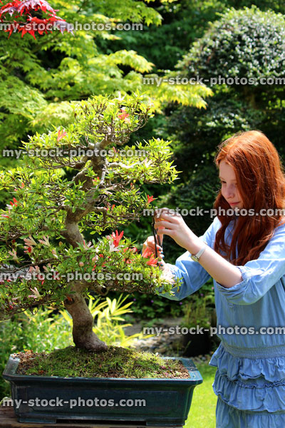 Stock image of girl pruning bonsai tree, Satsuki azalea with flowers
