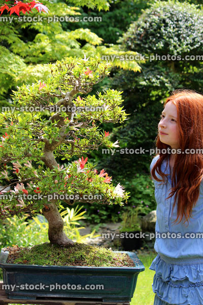 Stock image of young girl admiring old bonsai tree, Satsuki azalea with flowers