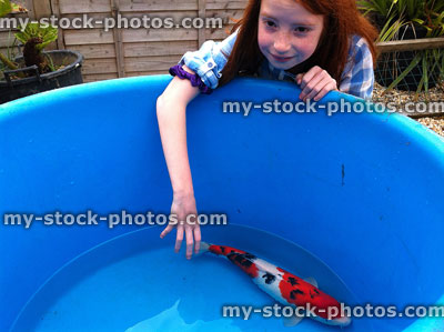 Stock image of girl with large Sanke koi carp in blue inspection bowl