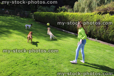 Stock image of young girl playing football with friendly Labrador dogs / Springer spaniel
