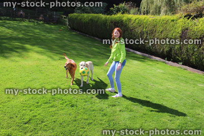 Stock image of young girl playing football with friendly labrador dogs
