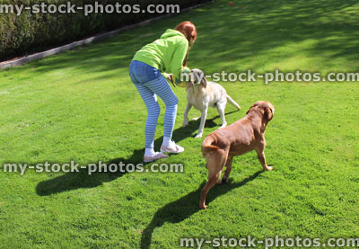 Stock image of young girl playing football with friendly Labrador dogs