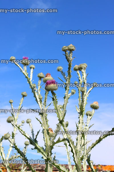 Stock image of tall flowers on globe artichoke plant (Cynara scolymus)