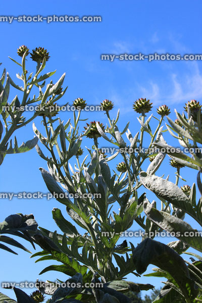 Stock image of tall flowers on globe artichoke plant (Cynara scolymus)