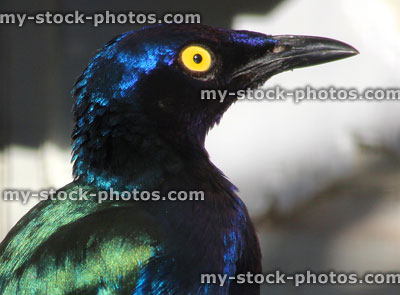 Stock image of glossy starling in aviary (Lamprotornis), glossy feathers