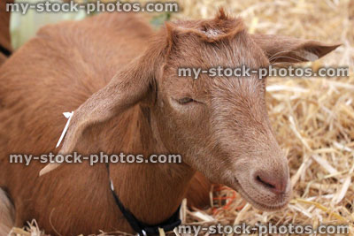 Stock image of friendly, brown, long eared goat in pen, farm