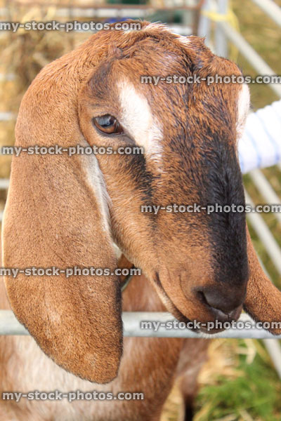 Stock image of friendly, brown, long eared goat in pen, farm