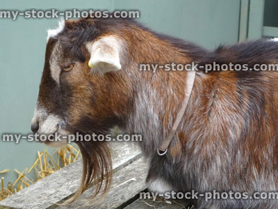 Stock image of friendly, brown, Billy goat in pen, farm