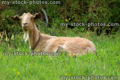 Stock image of friendly brown Billy goat in garden, with chicken