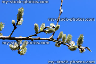 Stock image of female catkins of Salix caprea (goat willow)