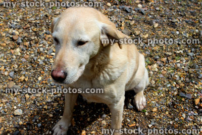 Stock image of yellow labrador retriever dog looking forwards and daydreaming