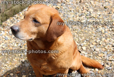 Stock image of orange golden labrador dog looking forwards and daydreaming