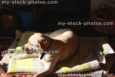 Stock image of Golden Labrador Retriever dog, sunbathing on rug / floor