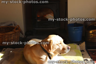 Stock image of golden Labrador Retriever dog sleeping in front of fireplace