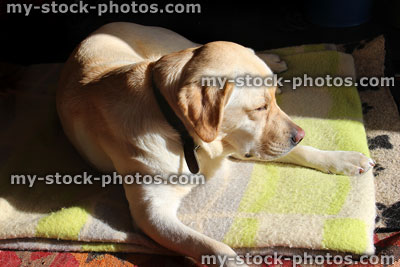 Stock image of golden Labrador Retriever dog lying down on rug
