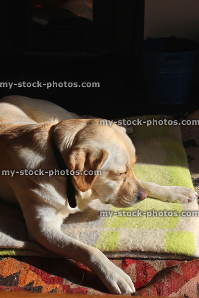 Stock image of sleepy Golden Labrador dog, lying on rug in sunshine