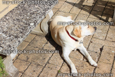 Stock image of old golden labrador dog lying down, sunbathing, sunshine