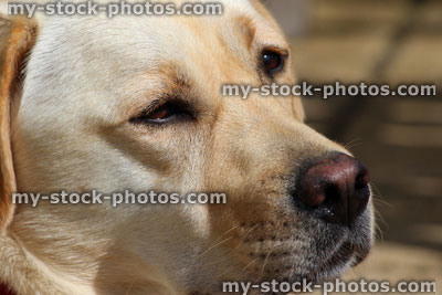 Stock image of old golden labrador dog looking forwards and daydreaming