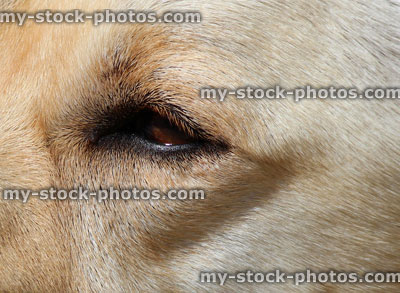 Stock image of golden Labrador eye, face, fur / Golden Retriever dog