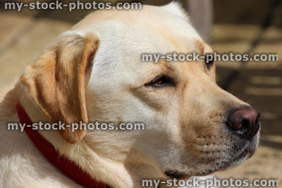 Stock image of old golden labrador dog looking forwards and daydreaming