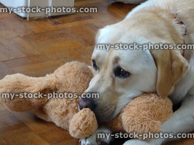 Stock image of Golden Labrador dog playing with cuddly toy / teddy bear