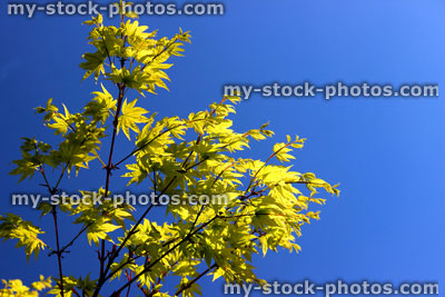 Stock image of yellow Japanese maple leaves against blue sky