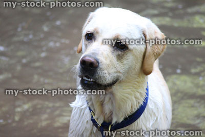 Stock image of wet Golden Labrador dog that has been swimming in river