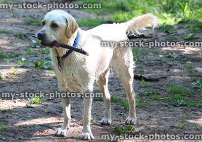 Stock image of wet Golden Labrador dog holding stick, waiting to play catch