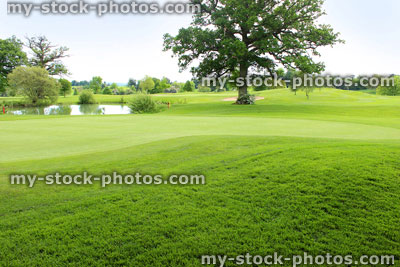 Stock image of putting green / dwarf Bermuda grass and pond on golf course