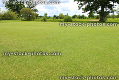 Stock image of fine grass on putting green at golf course