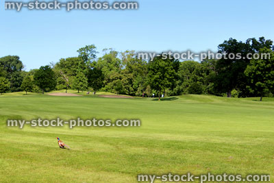 Stock image of cock pheasant walking across golf course in morning