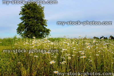 Stock image of wild moon daisies in field, Leucanthemum vulgare (oxeye)
