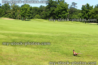 Stock image of cock pheasant walking across golf course in morning