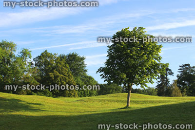 Stock image of young lime tree (Tilia europaea) planted at golf course