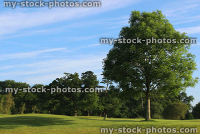Stock image of young ash tree (Fraxinus excelsior) planted at golf course