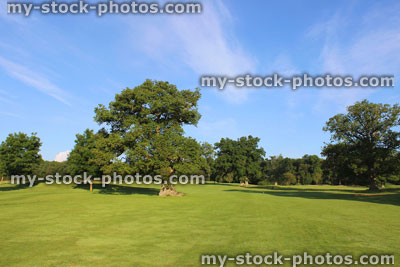 Stock image of specimen English oak tree (Quercus robur), golf course