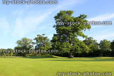 Stock image of specimen English oak tree (Quercus robur) at park golf course