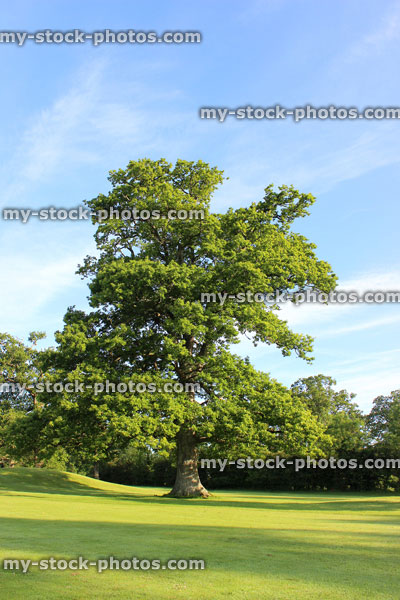 Stock image of specimen English oak tree (Quercus robur) at park golf course
