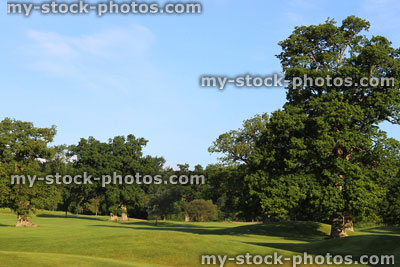 Stock image of ancient English oak trees growing on golf course