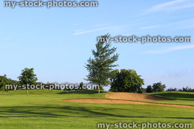 Stock image of young trees planted on golf course by bunkers