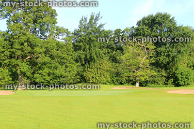 Stock image of ancient English oak trees growing on golf course